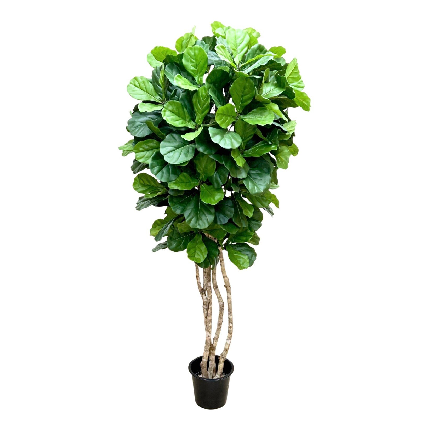 7' FIDDLE TREE IN POT