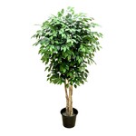 CTF141-5.5: 5.5' FICUS TREE