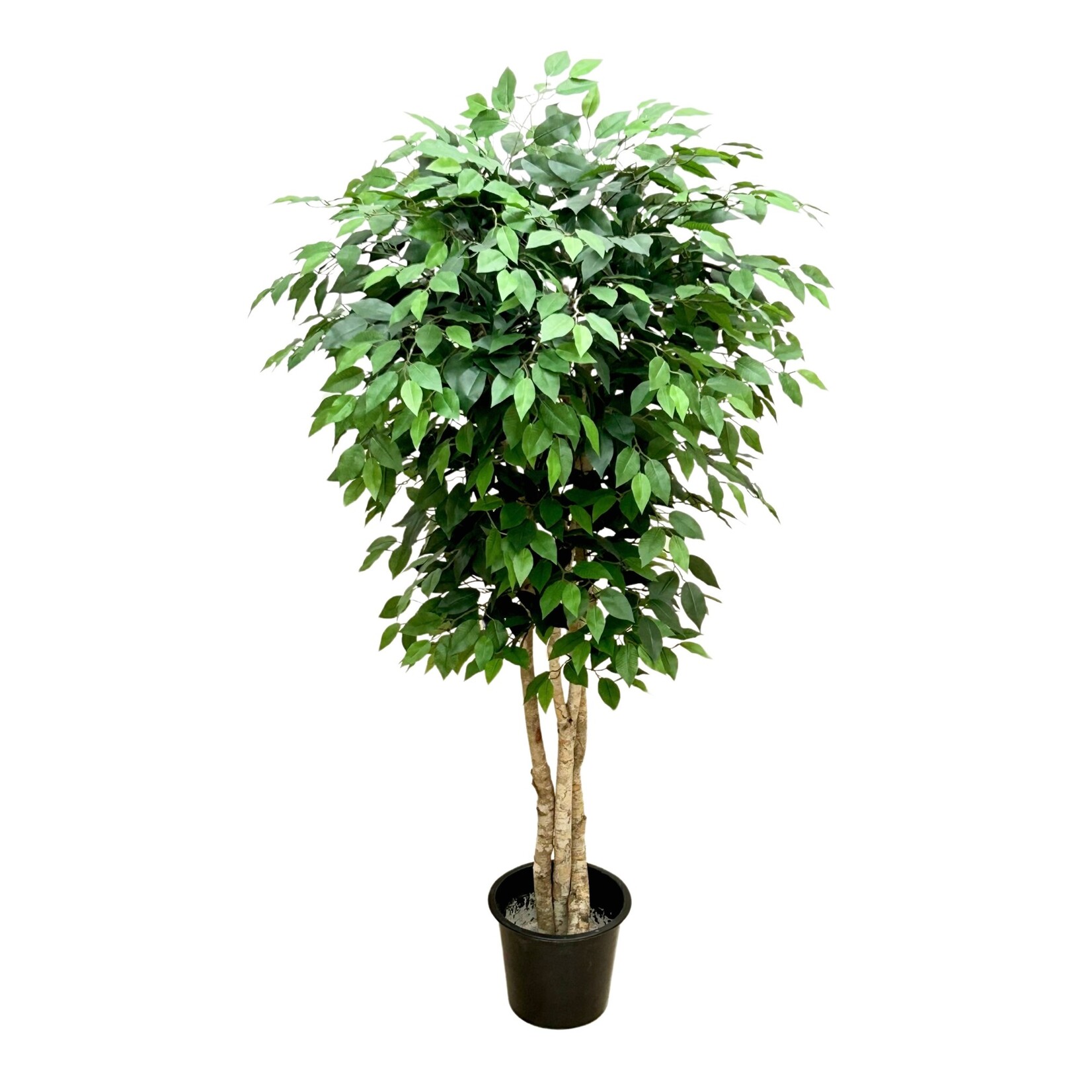 5.5' FICUS TREE