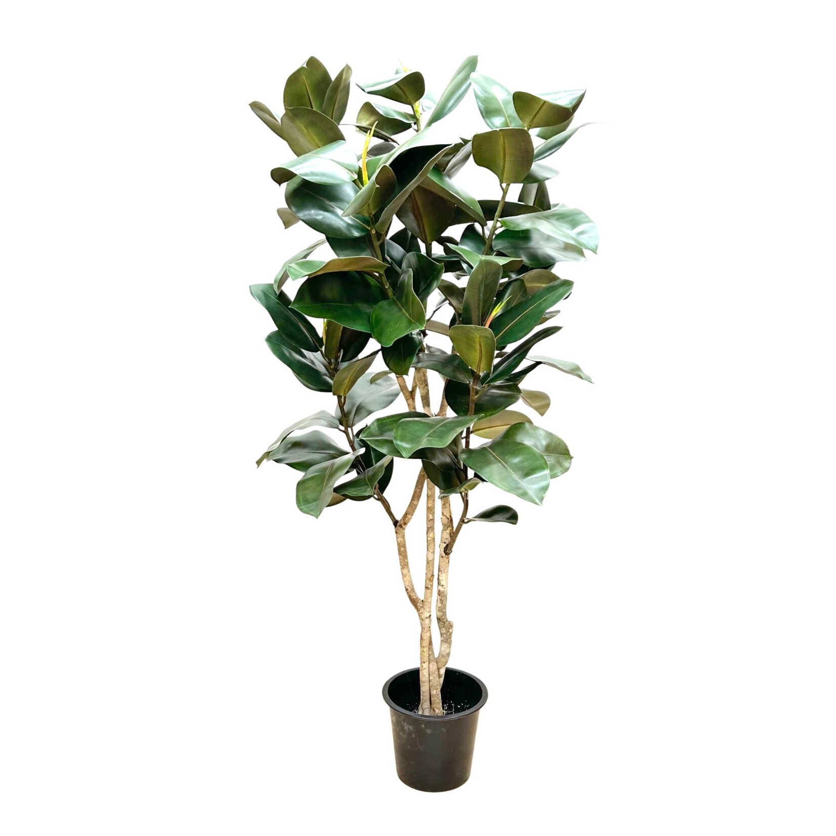 5.5' POTTED RUBBER LEAF PLANT