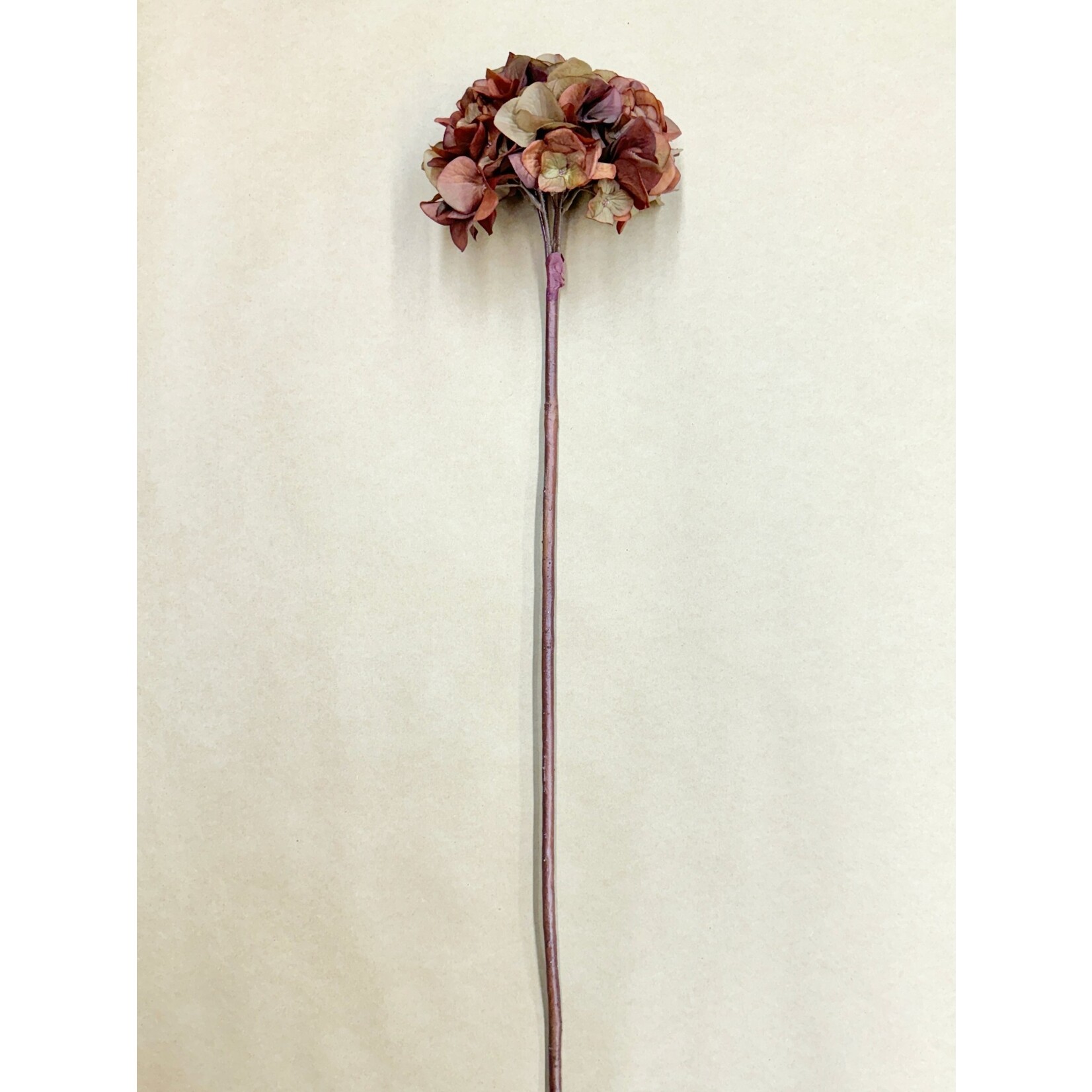 30" HYDRANGEA SPRAY COFFEE