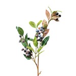 XBE036-BL: 28" BLUEBERRY SPRAY BLUE