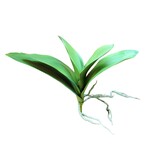 CSO217-GN: 15" PHALAENOPSIS LEAF PLANT GREEN