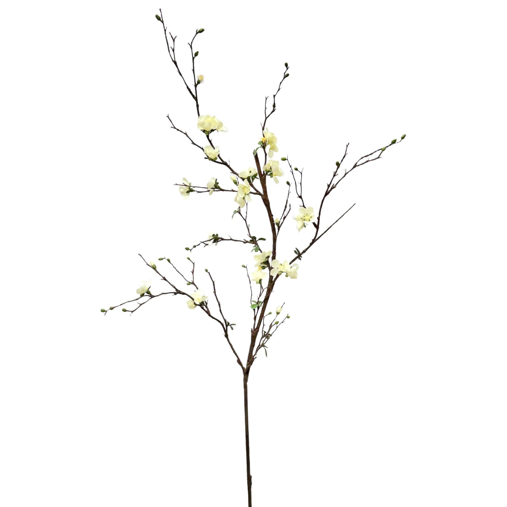 57" QUINCE BLOSSOM BRANCH CREAM