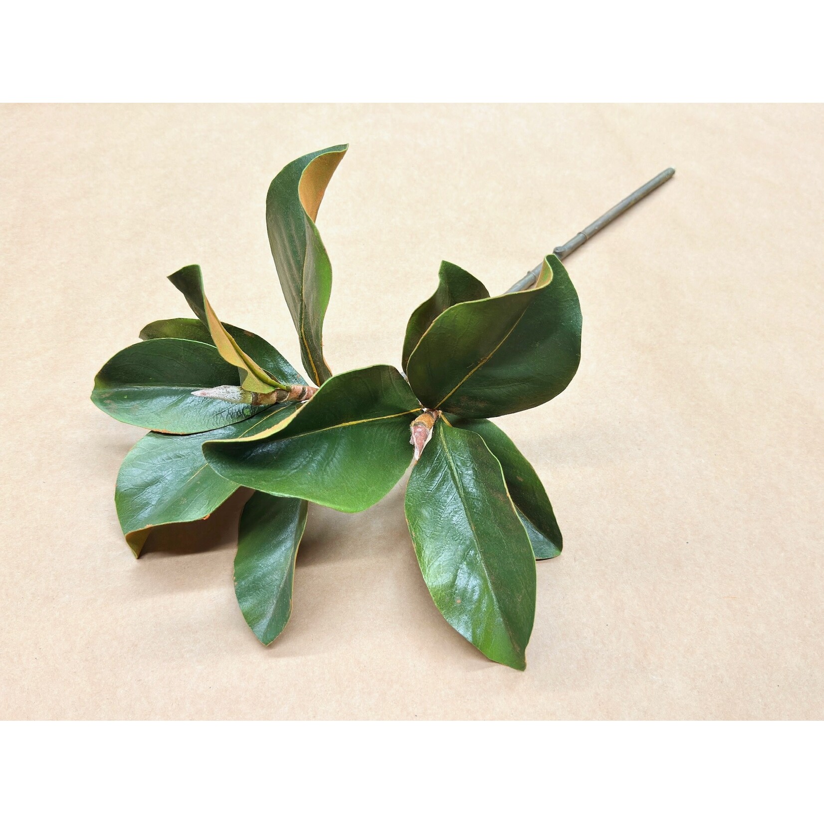 25" MAGNOLIA LEAF GREEN