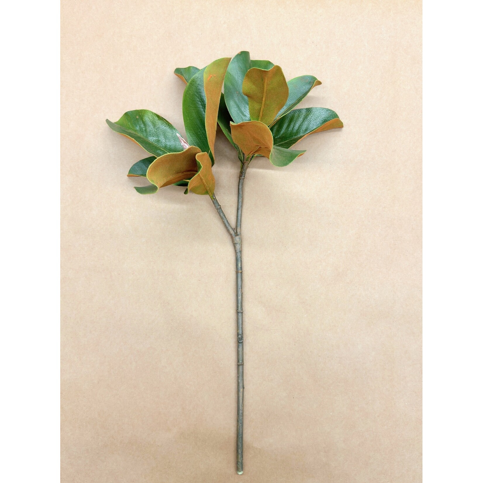 25" MAGNOLIA LEAF GREEN