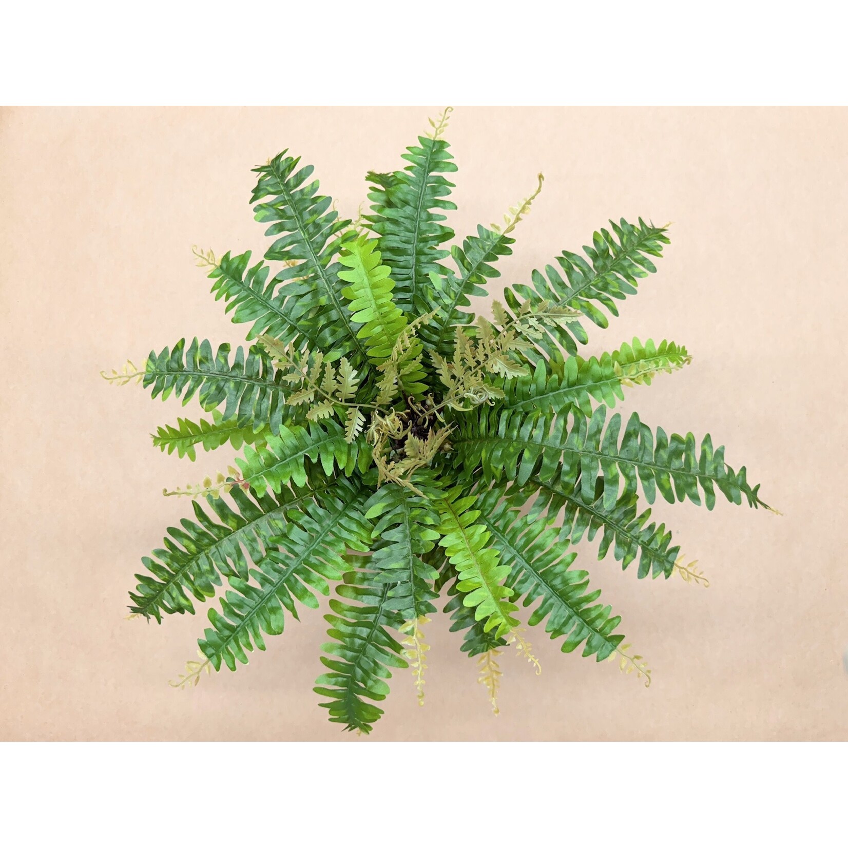 18" BOSTON FERN BUSH GREEN