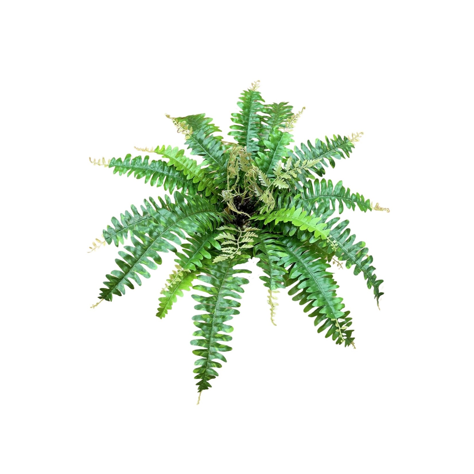18" BOSTON FERN BUSH GREEN