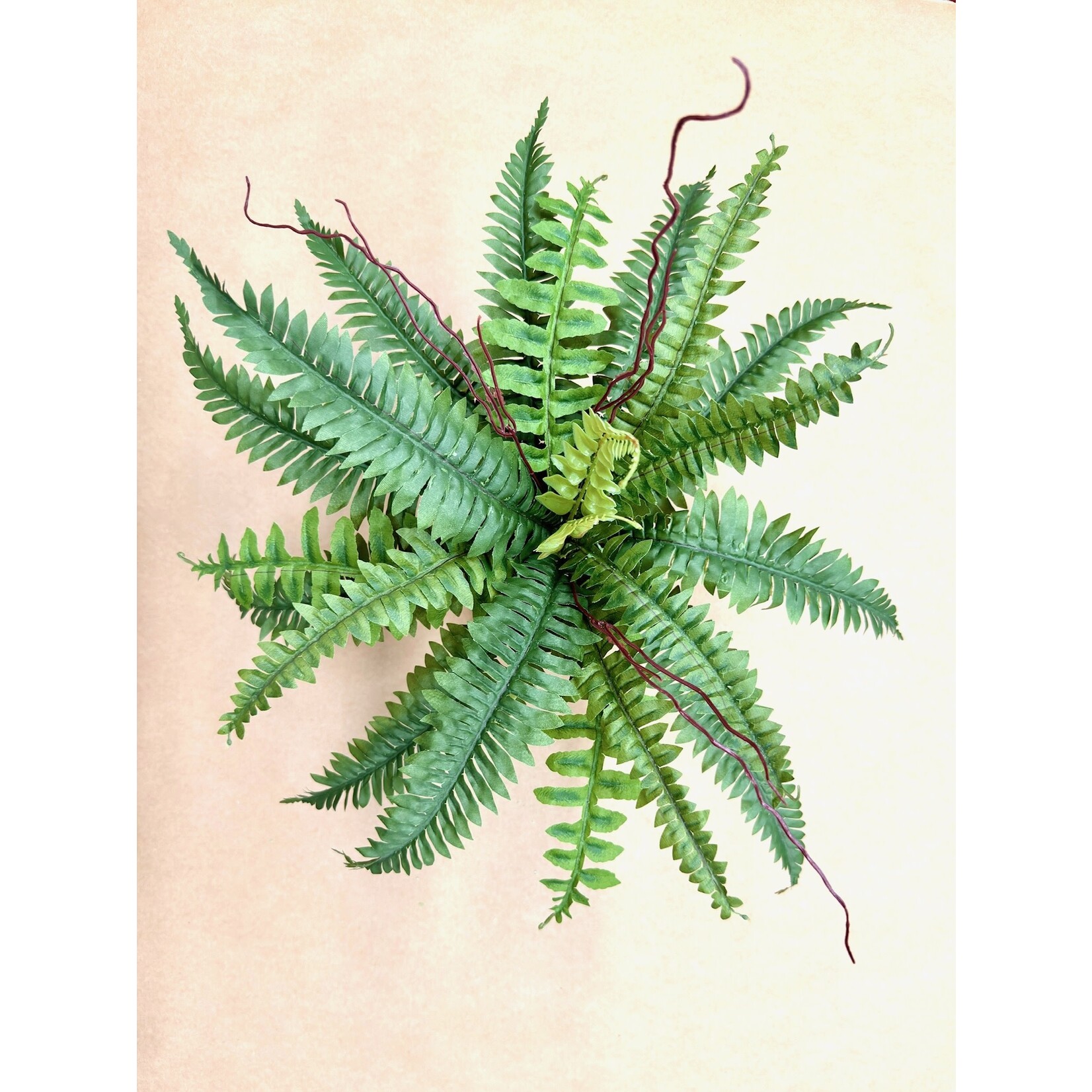 16" BOSTON FERN BUSH GREEN