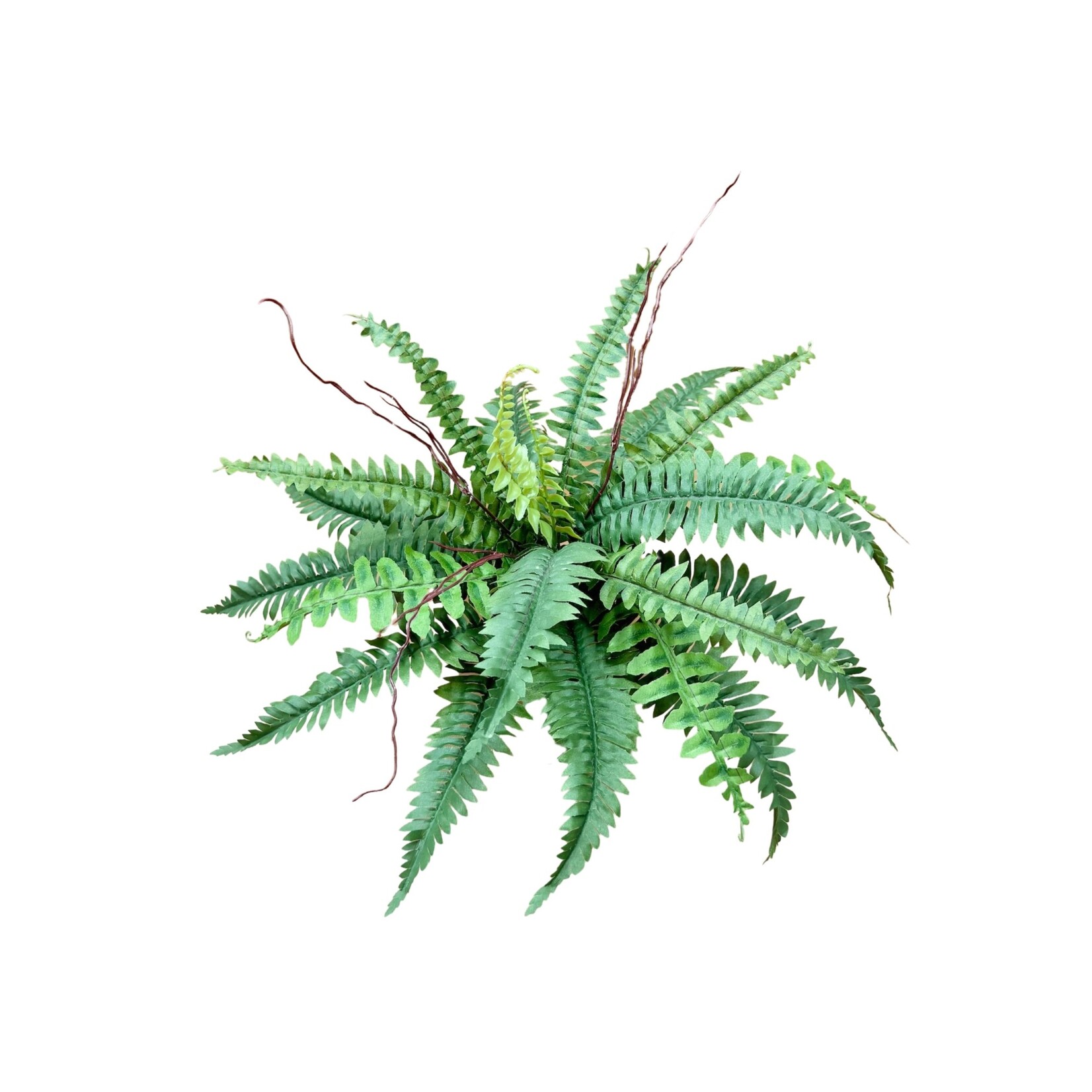 16" BOSTON FERN BUSH GREEN