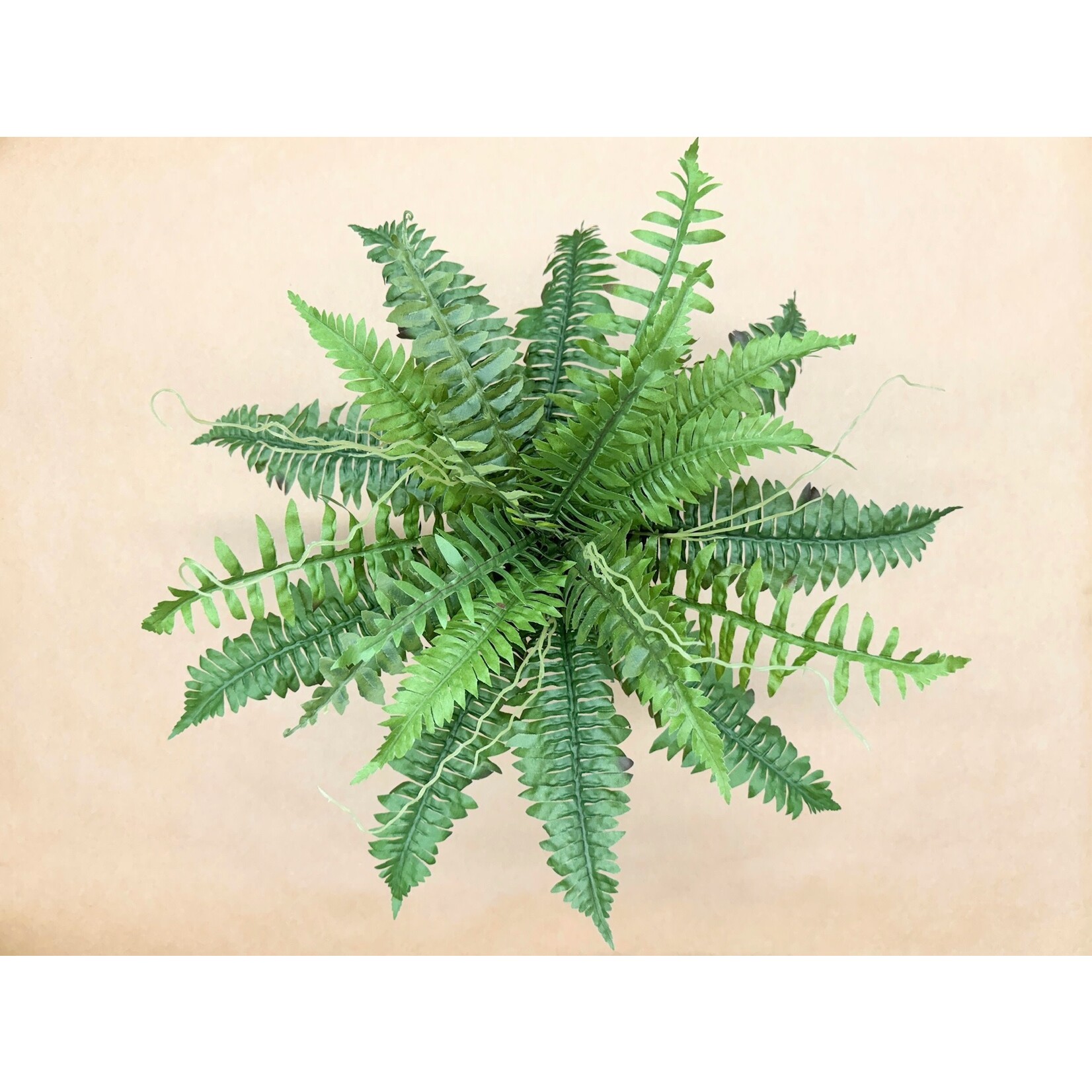 19" NEW BOSTON FERN BUSH GREEN