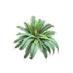 CGF263-GN: 22" BOSTON FERN BUSH GREEN