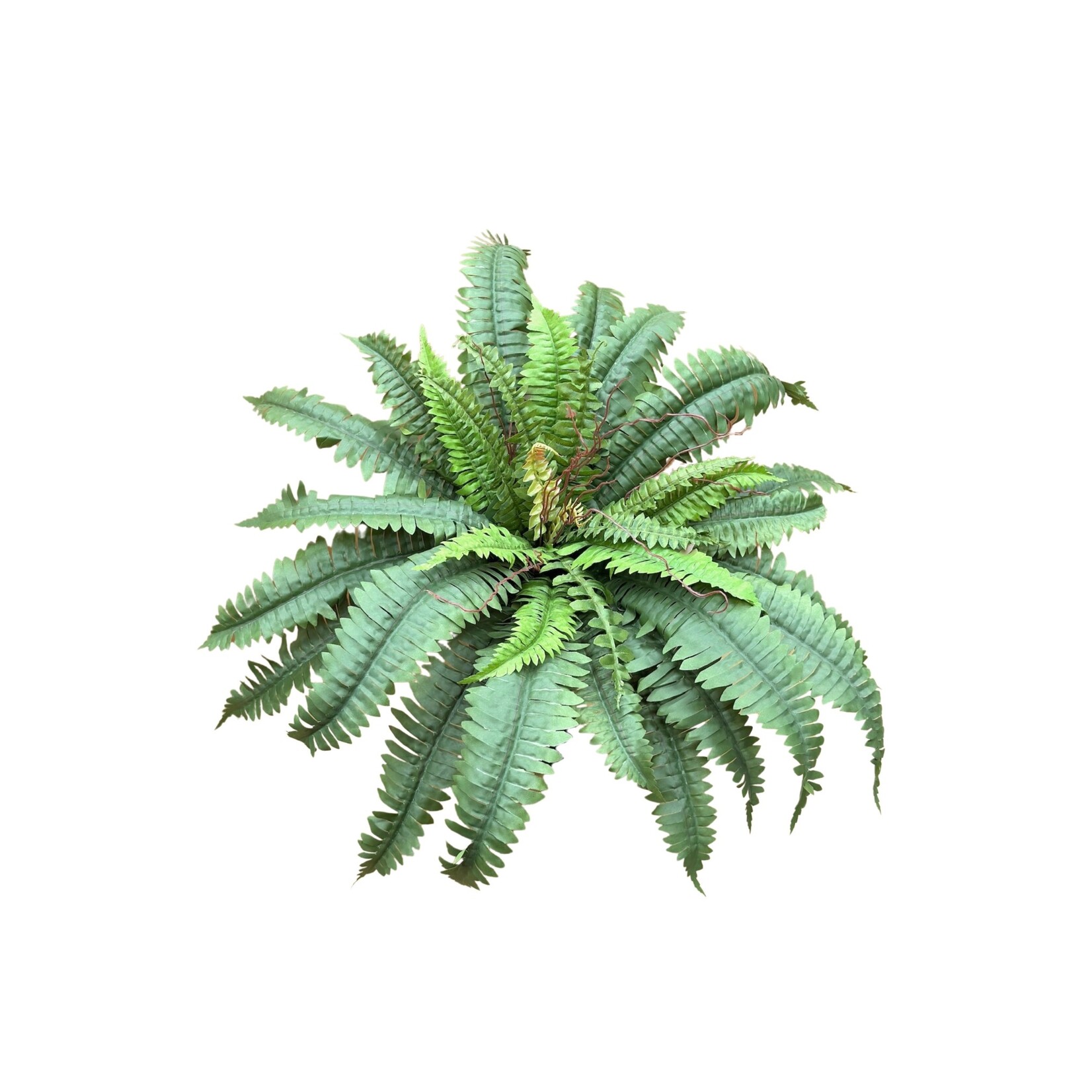 22" BOSTON FERN BUSH GREEN