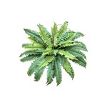 CGF264-GN: 23" BOSTON FERN BUSH GREEN