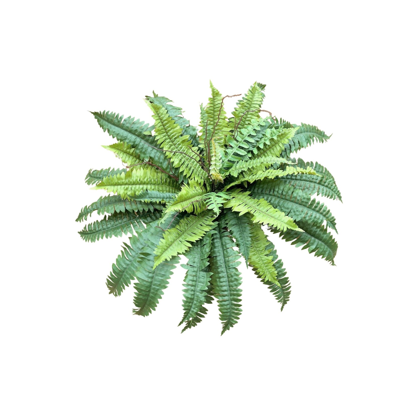 23" BOSTON FERN BUSH GREEN