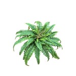 CGF345-GN: 23" BOSTON FERN BUSH GREEN