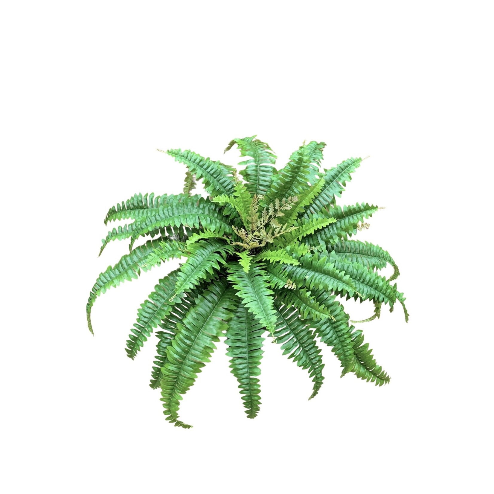 23" BOSTON FERN BUSH GREEN