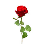 CSR637-RE: 28" ROSE STEM RED