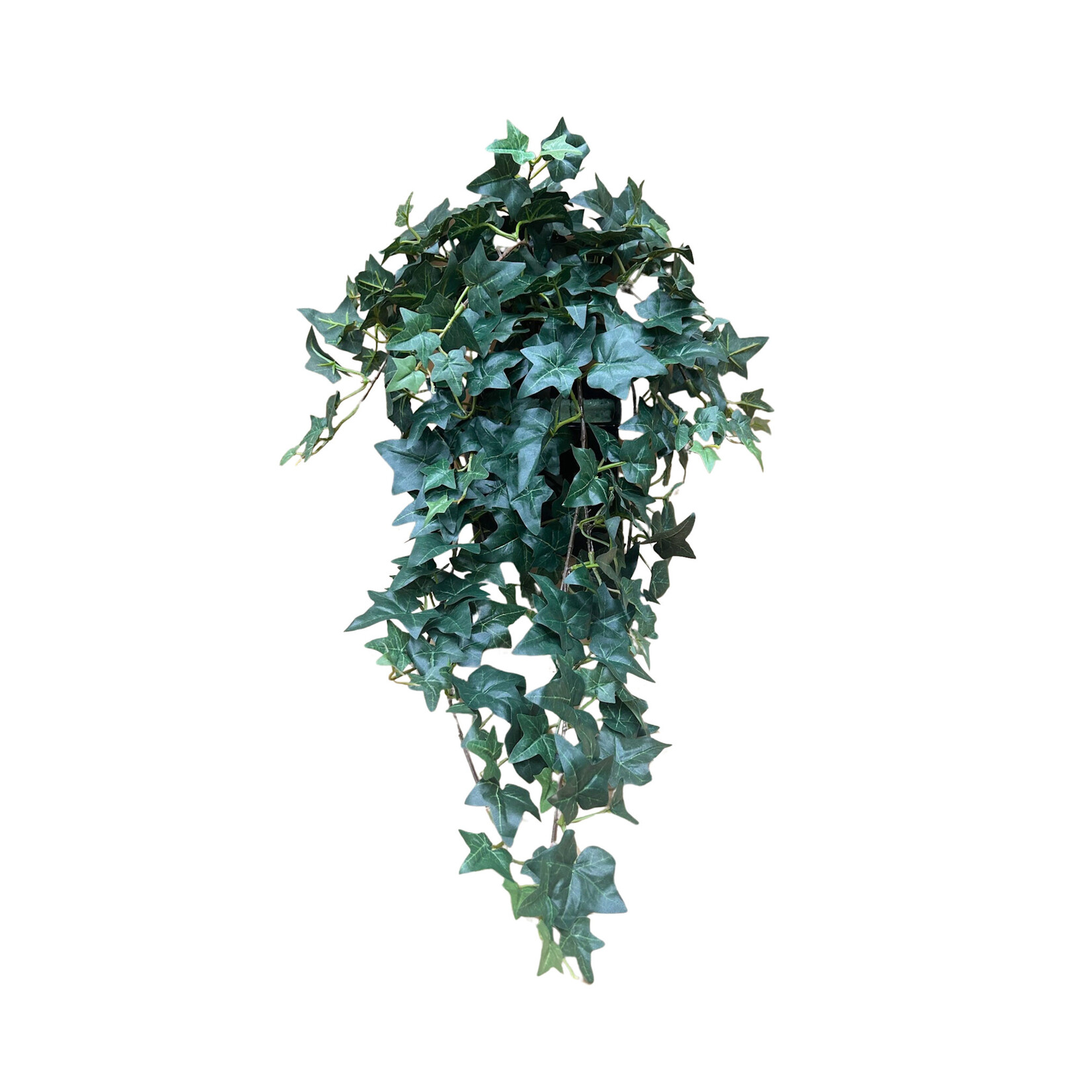 31" MEDIUM SAGE IVY HANGING BUSH GREEN TWO TONE