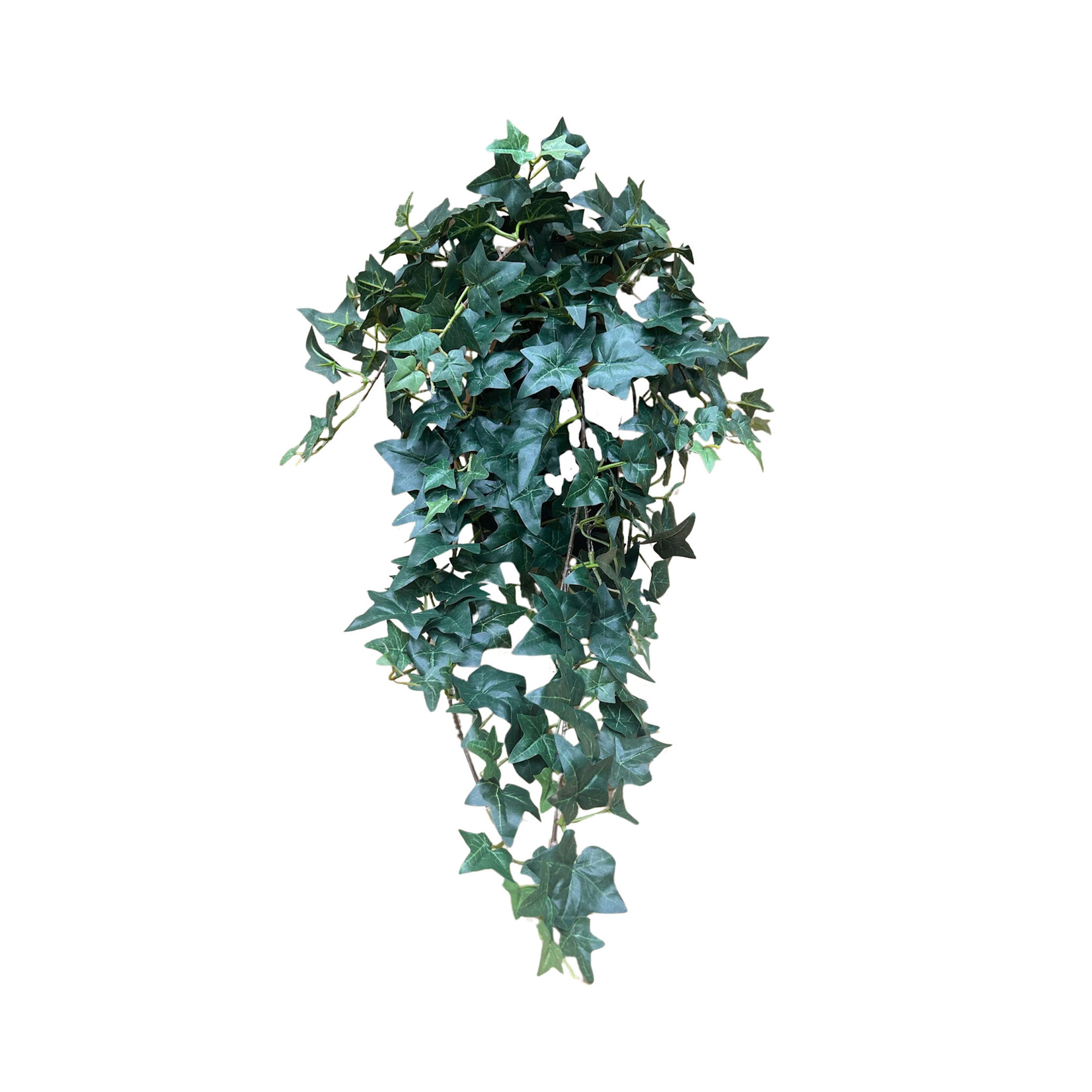 31" MEDIUM SAGE IVY HANGING BUSH GREEN TWO TONE