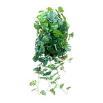 CHB128-GN: 36" SPLIT PHILO HANGING BUSH GREEN