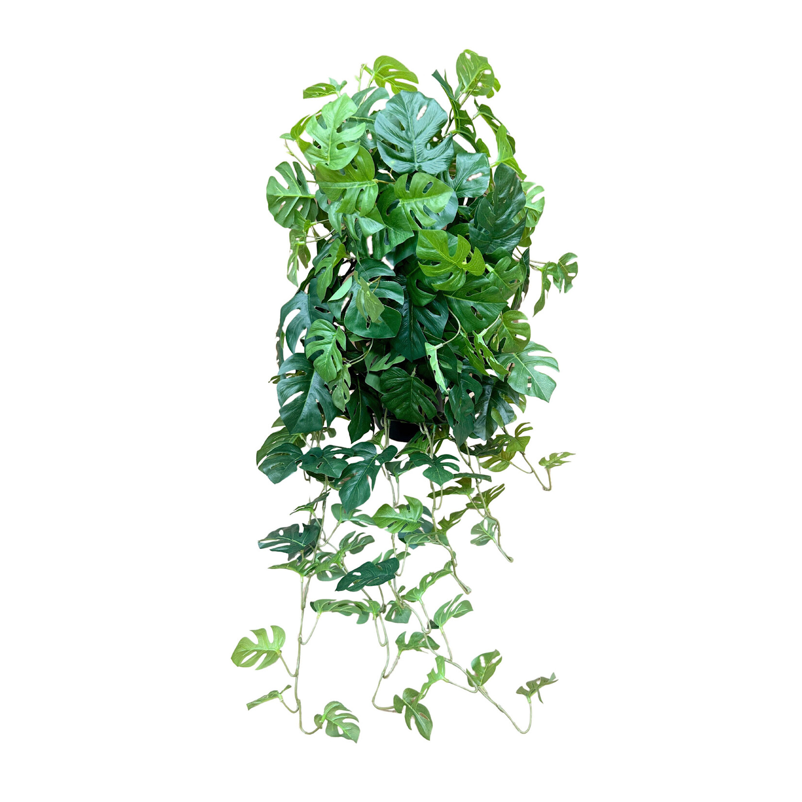 36" SPLIT PHILO HANGING BUSH GREEN