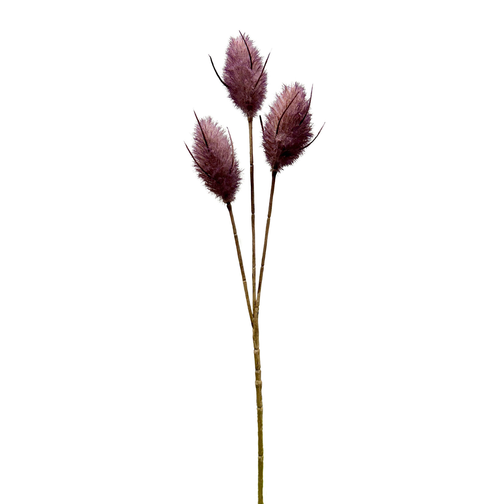 14" HARE'S TAIL STEM PURPLE