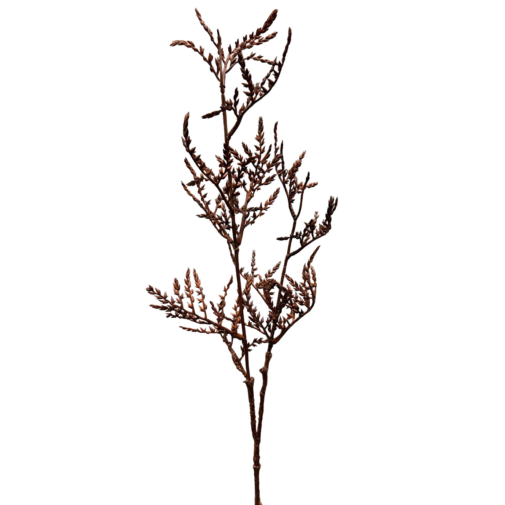 37" SPIRAEA THUNBERGII SPRAY TOFFEE