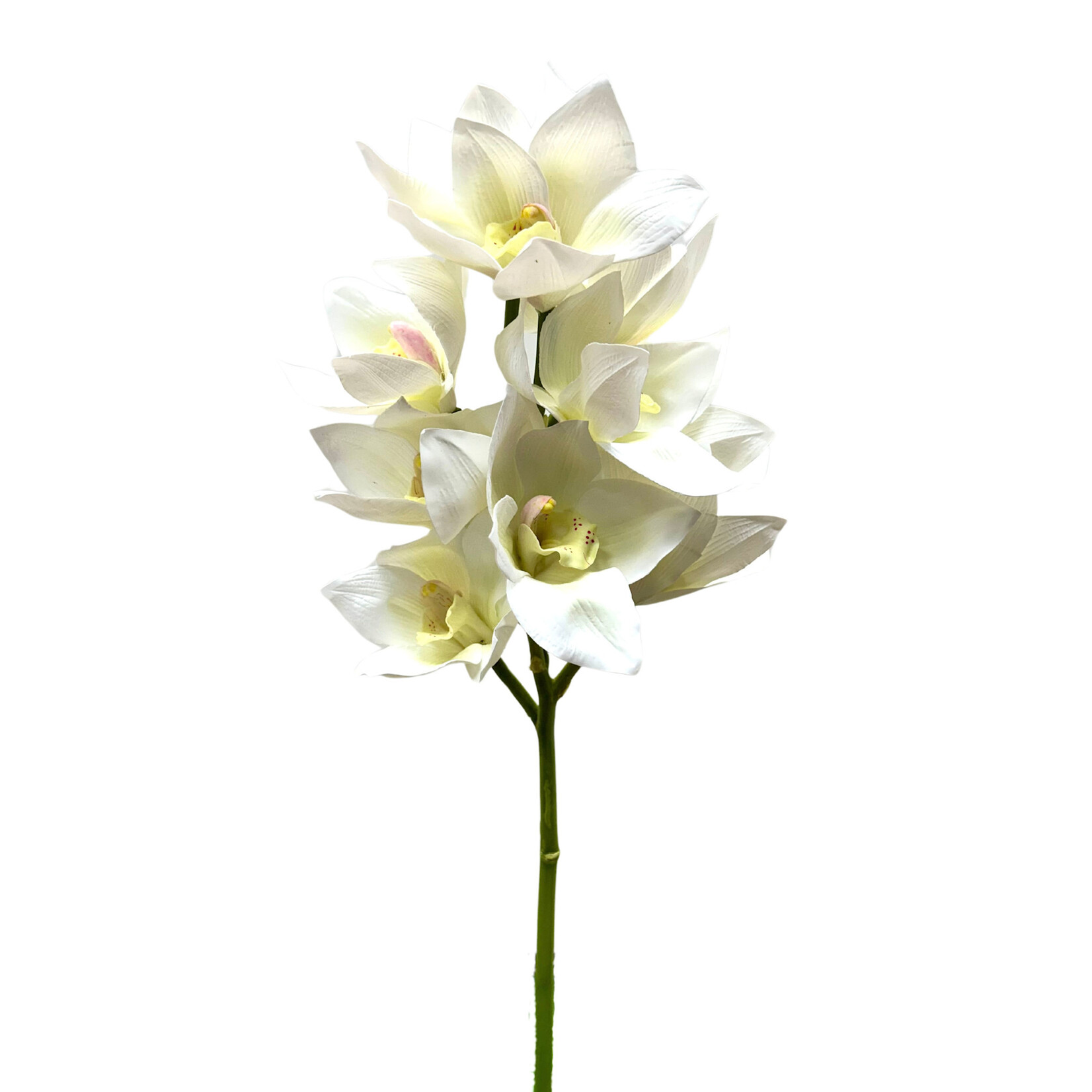 23" OPEN FULL ORCHID CYMBIDIUM WHITE