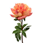 21" PEONY OPEN SHORT STEM SALMON