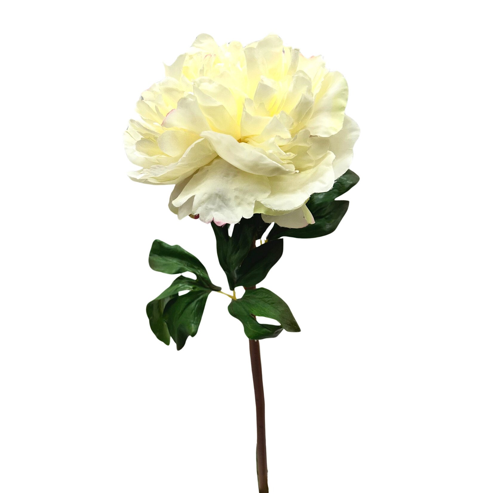 23" PEONY WHITE