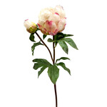 CSP562-CR: 21.5" PEONY BUD CREAM