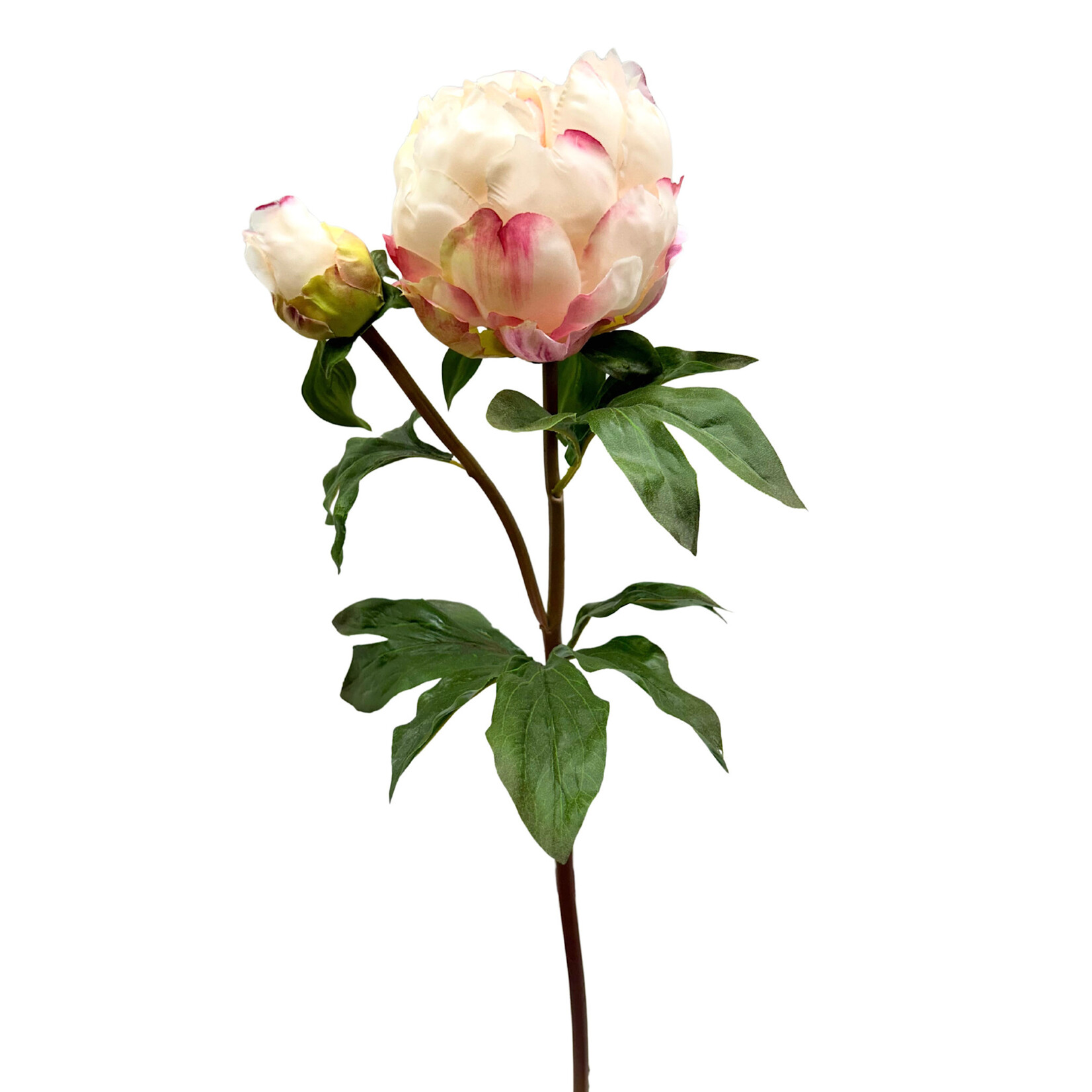 21.5" PEONY BUD CREAM