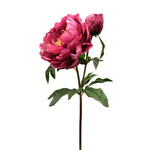 CSP660-OC: 21.5" OPEN PEONY SHORT STEM ORCHID