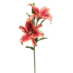 CSL743-OR/RE: 31" LILY ORANGE RED