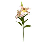 CSL636-PK/LT:  37.5'' LILY RUBRUM LIGHT PINK