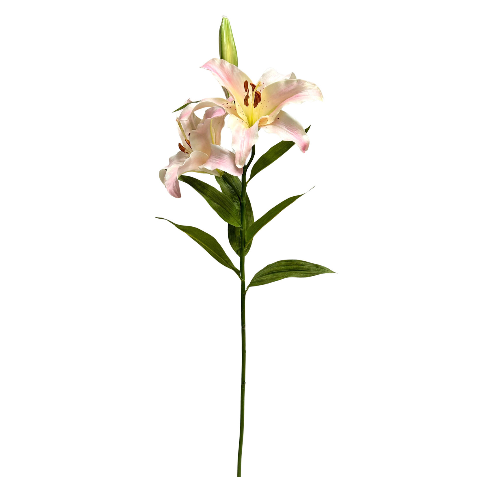 37.5'' LILY RUBRUM LIGHT PINK