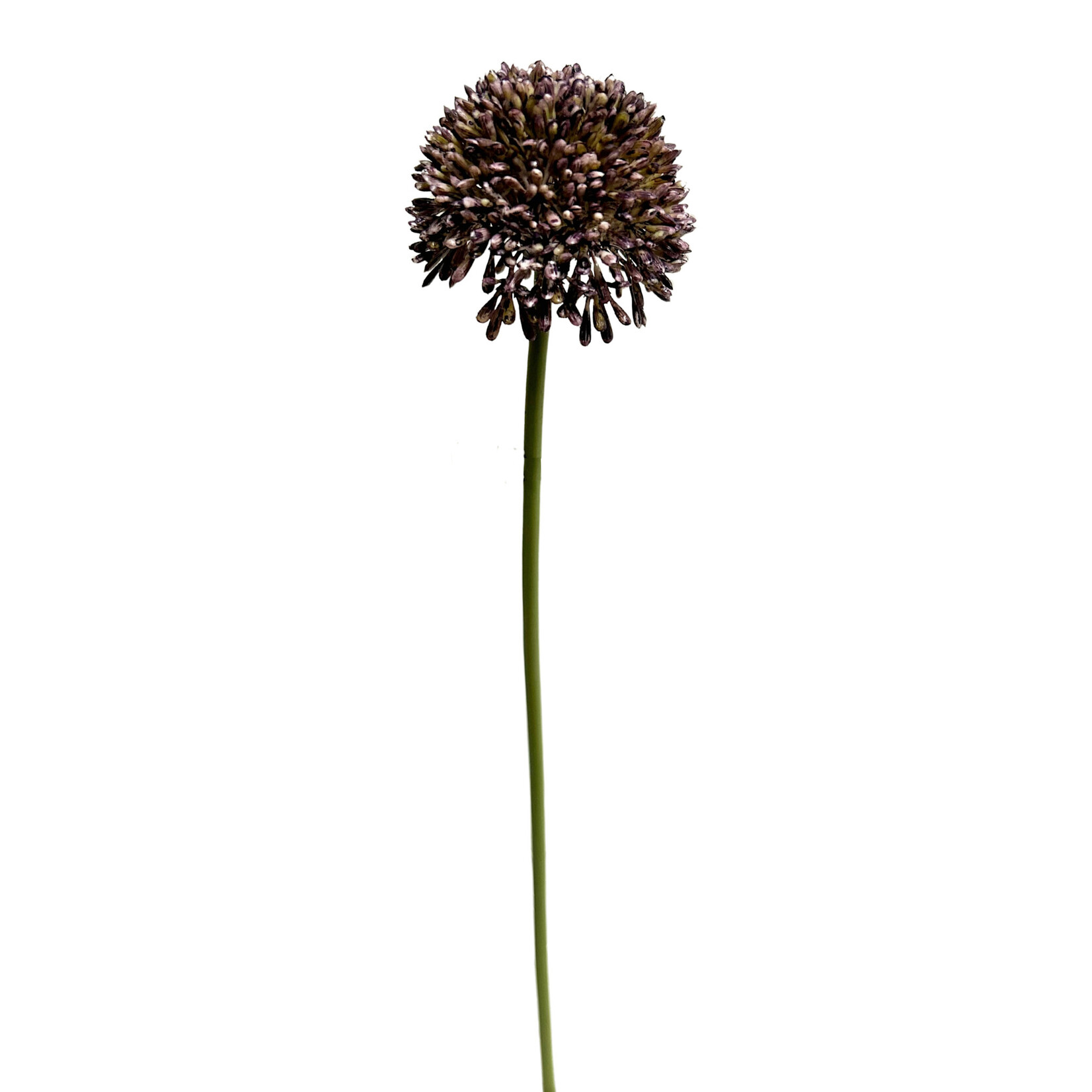17.5" ALLIUM SPRAY VIOLET