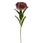 CSP572-BU: 26" OPEN NEEDLE PROTEA SPRAY BURGUNDY