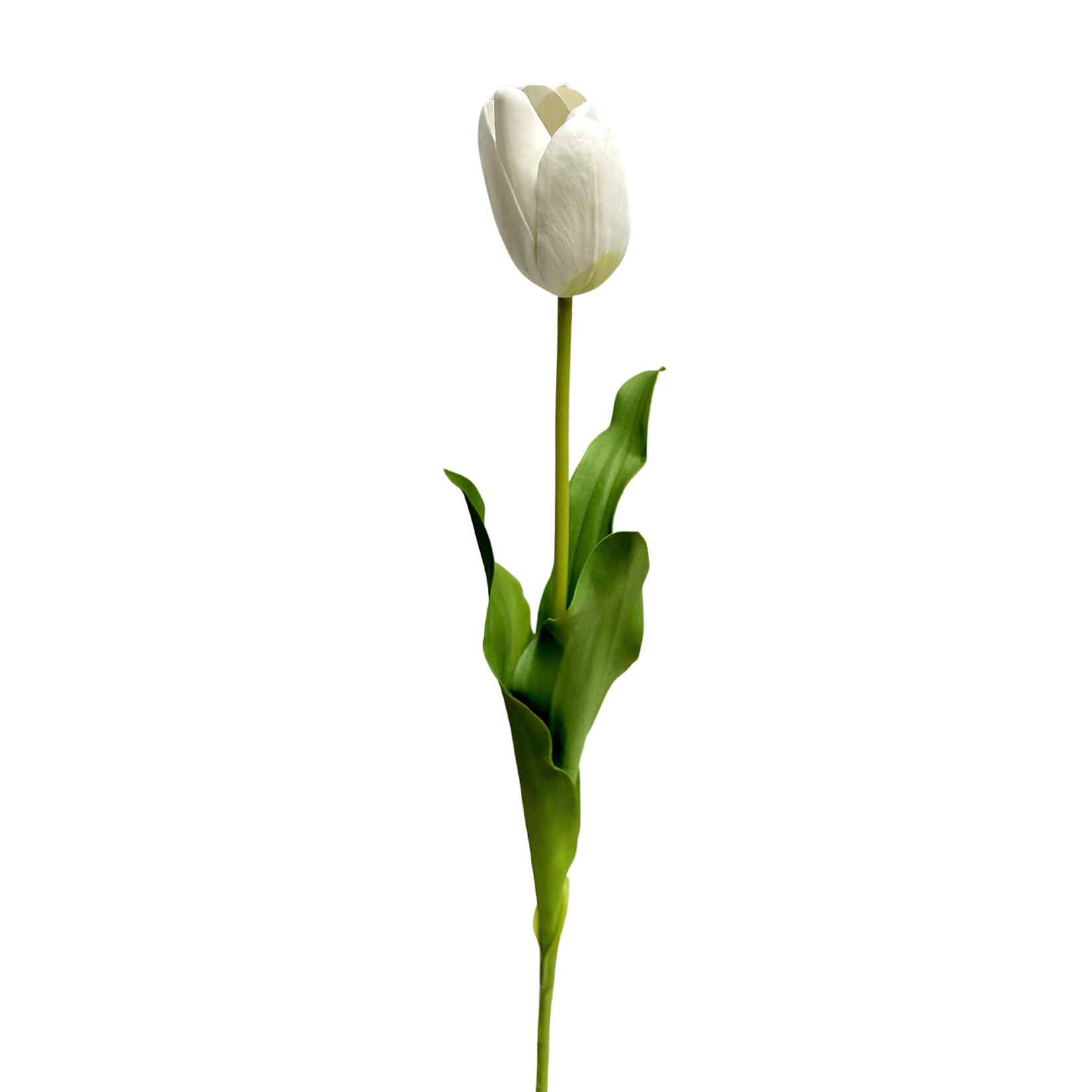 24.5" DUTCH TULIP WHITE