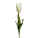 CST065-WH: 23" TULIP STEM WHITE