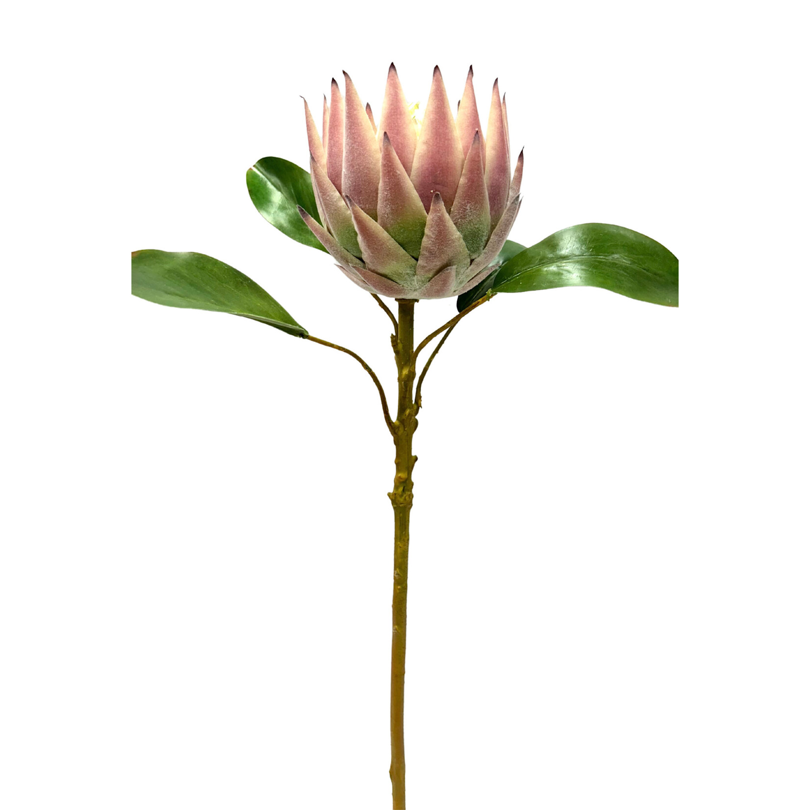 26" QUEEN PROTEA SPRAY PINK GREEN