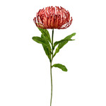 CSP572-CO: 26" OPEN NEEDLE PROTEA SPRAY CORAL