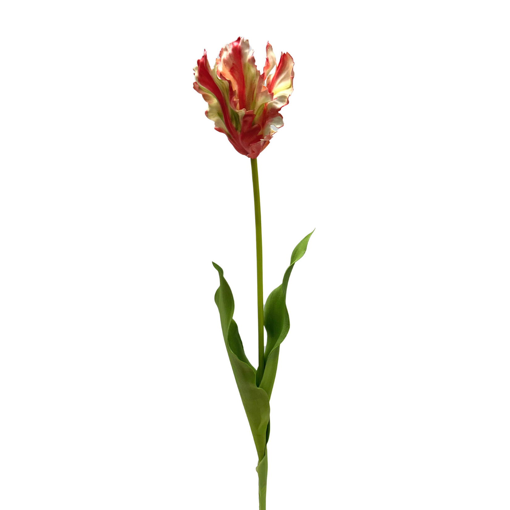 27.5" TULIP PARROT RED WHITE