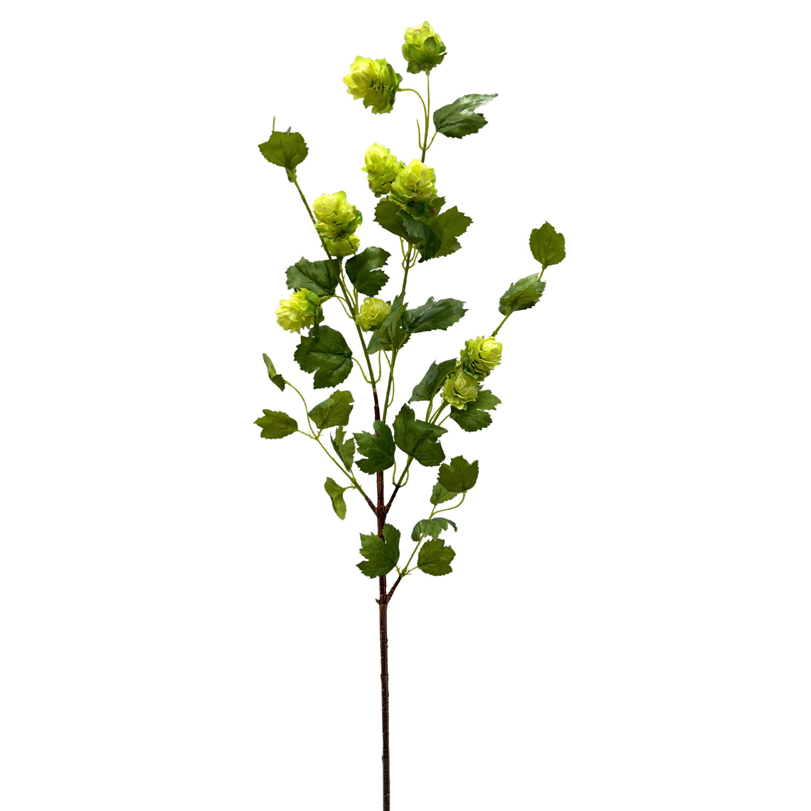 36" HOPS SPRAY GREEN