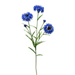 CSC010-BL: 25.5" CORNFLOWER SPRAY BLUE