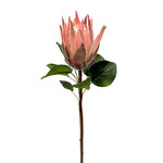 CSP009-PK: 23.5" KING PROTEA PINK