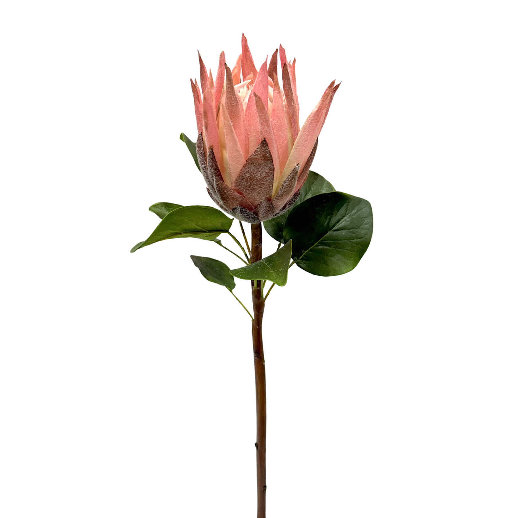 23.5" KING PROTEA PINK