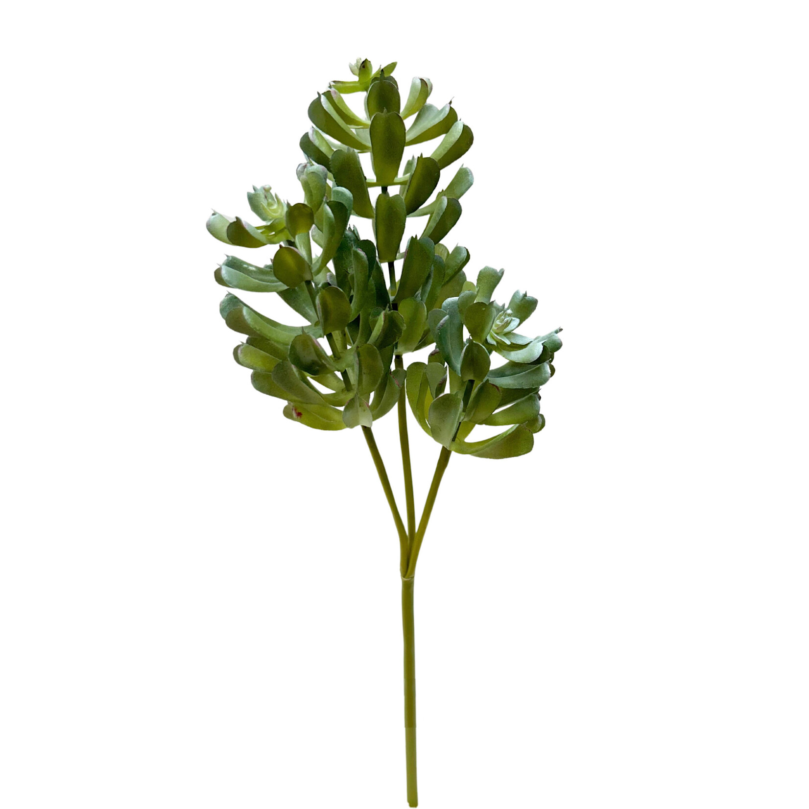 18" AEONIUM PICK GREEN GREY