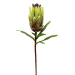 CSP091-GN: 29" MINK PROTEA GREEN